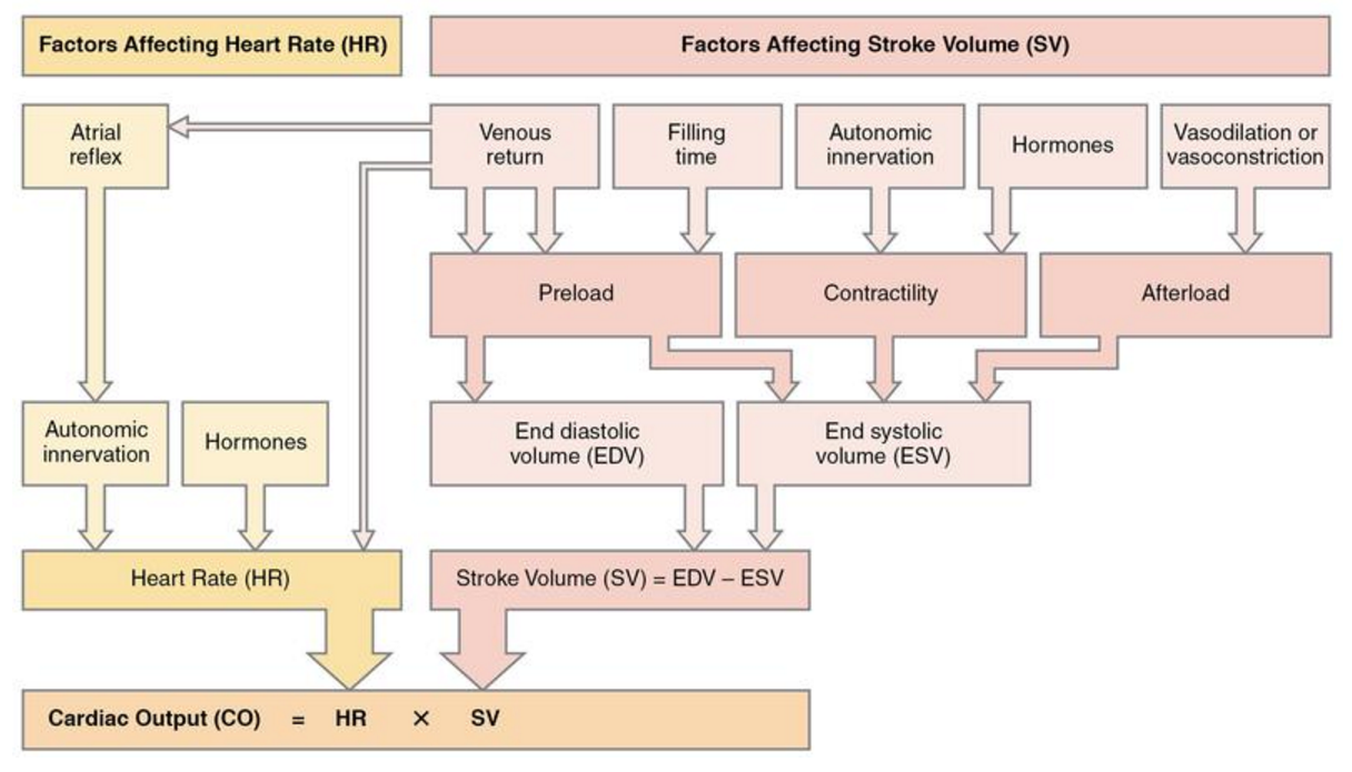 Stroke Volume and Cardiac Output